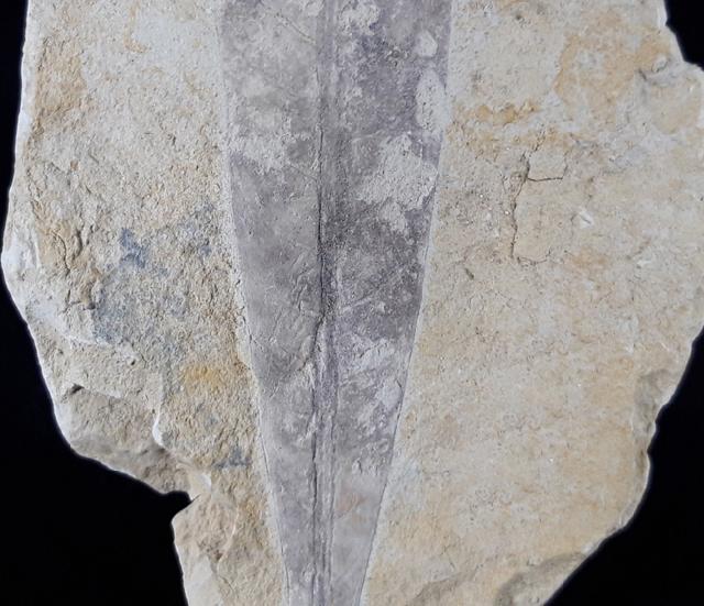 Quercus rhenana (KRAUSEL & WEYLAND 1950) - Bild © FossNet FossilienStore